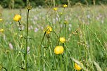 Gesucht wird: Die Trollblume (Foto: Bodo Schwarzberg) Gesucht wird: Die Trollblume (Foto: Bodo Schwarzberg)