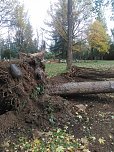 Umgest&uuml;rzte B&auml;ume auf dem Hauptfriedhof (Foto: L. Hillmann)