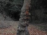 Abstecher in den W&ouml;rlitzer Park (Foto: Peter Blei)