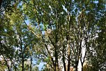 Herbst im gehege (Foto: W. Kaiser)