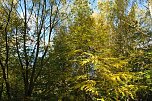 Herbst im gehege (Foto: W. Kaiser)