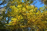 Herbst im gehege (Foto: W. Kaiser)