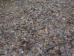 Die ersten Fr&uuml;hlingsboten? (Foto: J. Friedling)