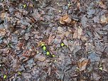 Die ersten Fr&uuml;hlingsboten? (Foto: J. Friedling)