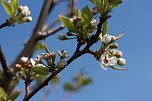 Fr&uuml;hjahrswanderung bei Auleben (Foto: Angelo Glashagel)