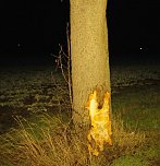 Rentnerin mit Auto gegen Baum geprallt (Foto: Silvio Dietzel)