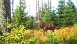 tiere (Foto: tiermonitirong)