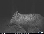 tiere (Foto: tiermonitirong)