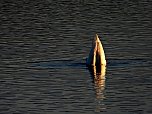 Peter Blei am Stausee Kelbra (Foto: Peter Blei)