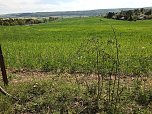 Drei Schafe get&ouml;tet (Foto: privat)