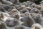 Unterwegs bei Auleben (Foto: J&uuml;rgen Friedling)