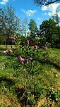 10 + 1 + noch mehr 2018 gepflanzte Fliederb&uuml;sche zeigen ihre Bl&uuml;tenpracht (Foto: Peter Zimmer)