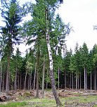 Die Birke � &Uuml;berflieger und Hoffnungstr&auml;ger auf Kahlfl&auml;chen (Foto: Dr. Horst Spro&szlig;mann - Th&uuml;ringenForst)