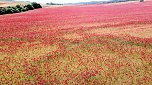 Peter Blei mitten im Mohn (Foto: Peter Blei)