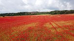 Peter Blei mitten im Mohn (Foto: Peter Blei)
