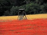 Peter Blei mitten im Mohn (Foto: Peter Blei)
