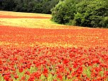 Peter Blei mitten im Mohn (Foto: Peter Blei)