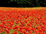 Peter Blei mitten im Mohn (Foto: Peter Blei)