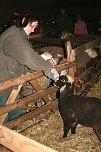Schafe besucht (Foto: D. Praetorius)
