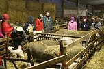 Schafe besucht (Foto: D. Praetorius)
