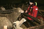 Schafe besucht (Foto: D. Praetorius)