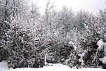 Im Harz (Foto: Hans-J&uuml;rgen Schmidt)