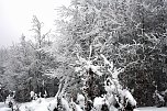 Im Harz (Foto: Hans-J&uuml;rgen Schmidt)