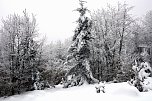 Im Harz (Foto: Hans-J&uuml;rgen Schmidt)