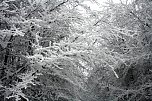 Im Harz (Foto: Hans-J&uuml;rgen Schmidt)