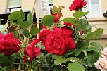 Erster Nordh&auml;user Rosenmarkt (Foto: agl)