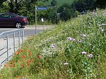 Familie Richter hat die SWG zu einem Bl&uuml;hwiesenprojekt inspiriert (Foto: St&auml;dtische Wohnungsbaugesellschaft mbH Nordhausen)