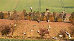 Kranichf&uuml;hrung am Stausee Kelbra (Foto: Ulrich Reinboth, Kelbra)