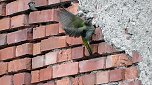 Ein "Echter Mauerspecht" (Foto: Ulrich Reinboth)
