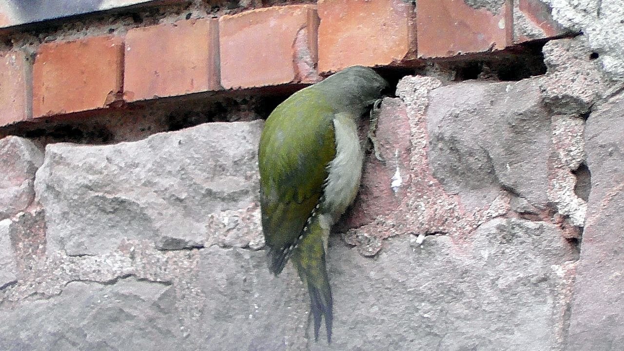 Ein "Echter Mauerspecht" (Foto: Ulrich Reinboth)