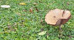 Pilze über Pilze (Foto: Karl-Heinz Herrmann) Pilze über Pilze (Foto: Karl-Heinz Herrmann)