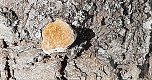Pilze über Pilze (Foto: Karl-Heinz Herrmann) Pilze über Pilze (Foto: Karl-Heinz Herrmann)