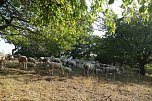 Landschaftspflegesaison im S&uuml;dharz hat begonnen (Foto: Landschaftspflegeverband S&uuml;dharz/Kyffh&auml;user)