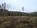 B&auml;ume pflanzen f&uuml;r den Klimaschutz (Foto: Steffen Eisfeld)