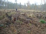 B&auml;ume pflanzen f&uuml;r den Klimaschutz (Foto: Steffen Eisfeld)
