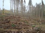 B&auml;ume pflanzen f&uuml;r den Klimaschutz (Foto: Steffen Eisfeld)