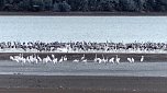 Vogelzug am Stausee Kelbra (Foto: Ulrich Reinboth)