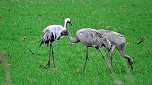 Vogelzug am Stausee Kelbra (Foto: Ulrich Reinboth)