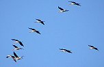 Vogelzug am Stausee Kelbra (Foto: Ulrich Reinboth)