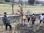 Blutbuchen f&uuml;r Schlossgarten (Foto: privat)