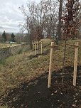 Blutbuchen f&uuml;r Schlossgarten (Foto: privat)