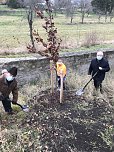 Blutbuchen f&uuml;r Schlossgarten (Foto: privat)