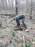 Pflanzaktion der Stadtwerke Wernigerode (Foto: Dr. Friedhart Knolle, Nationalpark Harz)