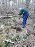Pflanzaktion der Stadtwerke Wernigerode (Foto: Dr. Friedhart Knolle, Nationalpark Harz)