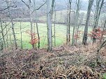 Baumpflege in Neustadt (Foto: Harztor)