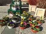 Fr&uuml;hbl&uuml;her auf dem Wochenmarkt in Sondershausen (Foto: Eva Maria Wiegand)